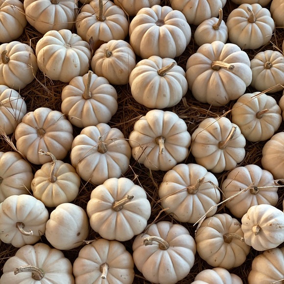 Meet your Posher, Gloria - Picture 1 of 1